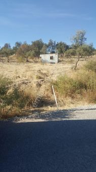 Ays'den Nebılerde Satılık Zeytinlik