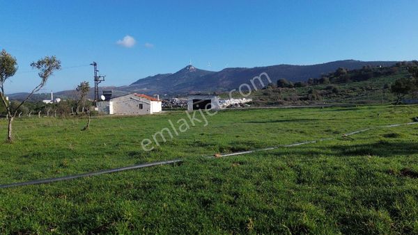 Yeni Foça Mustafa Kemalpaşa'da Satılık Çiftlik