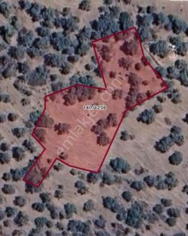 Bayındırda Satılık Zeytinlik