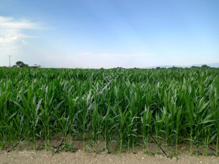 Akhisar Rahmiye De Satılık 5.500 M2 Boş Tarla 1.350.000 Tl