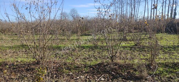 Samsun Terme Yenicami De Satikik Cakiktak Yomra Dikili Buyuk Findik Arazi