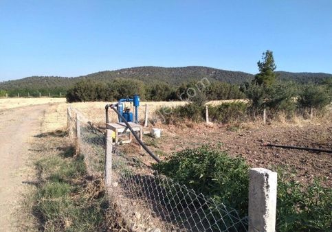 Denizli Bozkurt Başçeşmedeankara Asfaltına 300metre 210*adet 2 Yıllık Ceviz Bahçesi