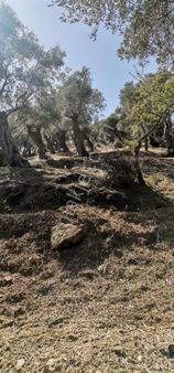 Bayındır Satılık Zeytinlik