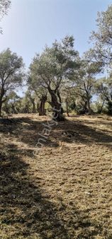 Bayındır Kızılobada Satılık Zeytinlik