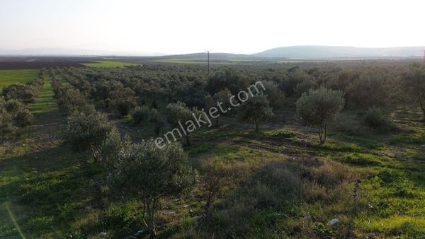 Manisa Akhisar Kayalıoğlu Asfalt Sıfır Tek Tapu Trilya Zeytinlik