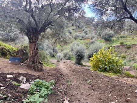 Şahin Gayrimenkul Den Büyükkale De Köy Üstü Zeytinlik 3,362 M2