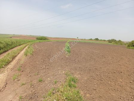 Hayrabolu Şalgamlı'da Acil Satılık Tarla Tek Tapu