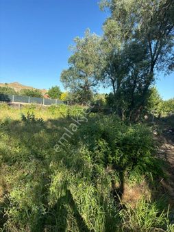 Güvenay - Çorum Sarmaşa Mevkii 500 M² Satılık Hisse Tapu Evli Hobi Bahçesi