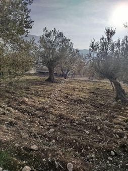 Konumu Güzel Zeytinlik