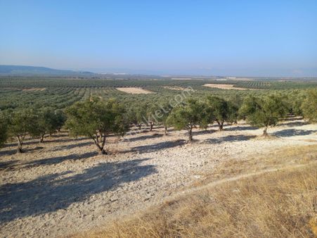Akhisar Kayalıoğlunda Satılık 7.000 M2 Trile Zeytinlik 2.250.000 Tl