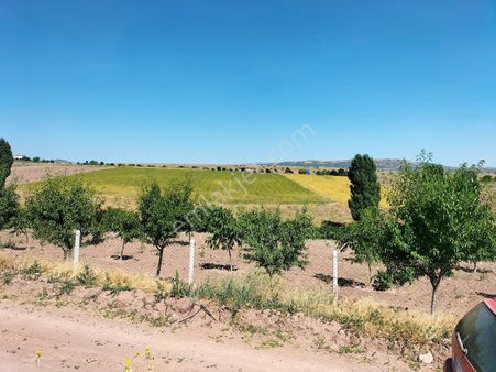 Çakır'dan Yatırımlık Tarlalar