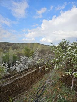 Ulukışla Güney Köyünde 3 Adet Yan Yana Satılık Bahçe 8.000 Metre Kare