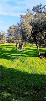 Bayındır Yusuflu Köyünde Satılık Zeytin Bahçesi