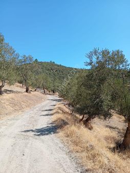 Balıkesir- Burhaniye- Kuyucak Mevkiinde 158 M Zeytinlik.