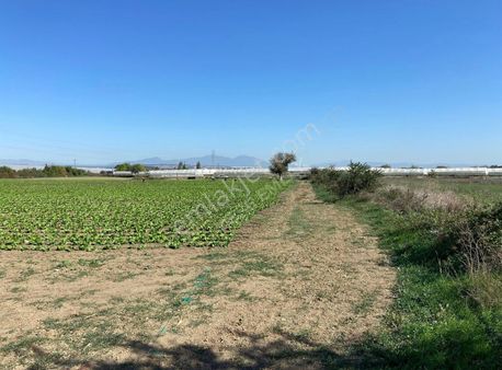 Değirmendere'de Satılık Tek Tapu Meşe Emlak'tan