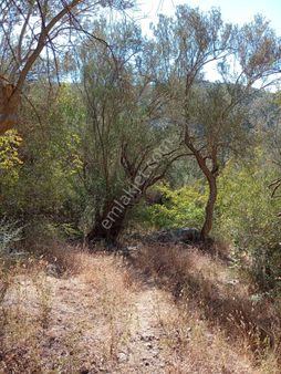Balıkesir- Burhaniye- Kuyucak Mevkiinde 246 M Zeytinlik.