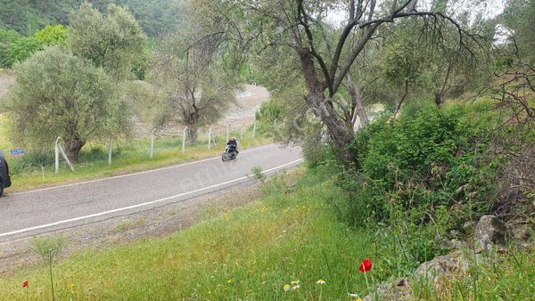 Göktepe Emlak Burhaniye Karaderede Zeytinlik Tek Yetkili 248m2