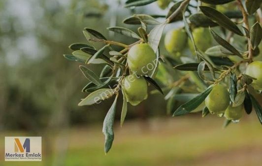 Merkez'den Satılık 2 Parsel Zeytinlik Dikili'ye Sadece 7 Km