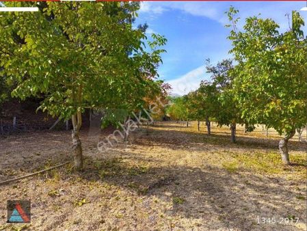 Denizli Çal Mahmutgazide Satılık Ceviz Bahçesi