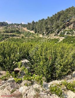 Mesut Emlak'tan Tolköy De Satılık Bahçe