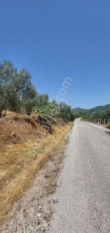 Dikili Kıroba Köyü Asfalta Cepheli İçinde Yetişkin Zeytin Ağaçlari Olan 3450 Metrekare Zeytinlik