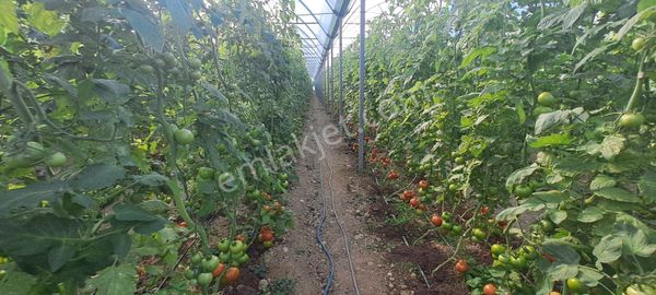 Antalya Manavgat Yavrudoğan Da Usanmaz Emlaktan Satılık Sera