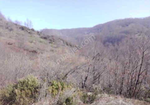 Zonguldak Ereğli’de Güneri Emlak’tan Üçköy’de Satilik Tarla