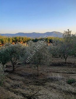 Satılık 4.594 M² Zeytinli Tarla