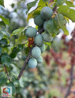 Arslanköy'de 2300 M² Karışık Meyve Bahçesi