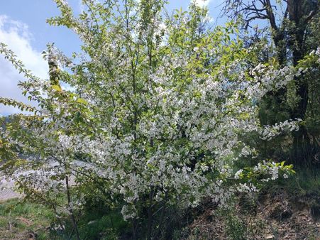 🦋lobby Fortis'ten Satılık Çameli Güzelyurt'ta 672 M² Arsa🦋