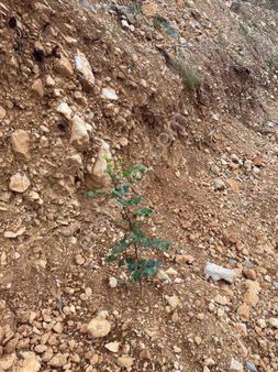 Ilıca Mahallesinde 7.324 Mt2 Harfiyatı Yapık Tarla