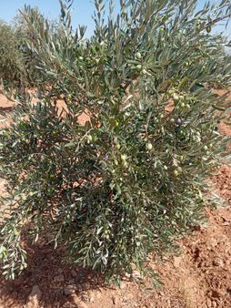 Fatih Emlak'tan Kilis Merkezde Satılık Zeytinlik