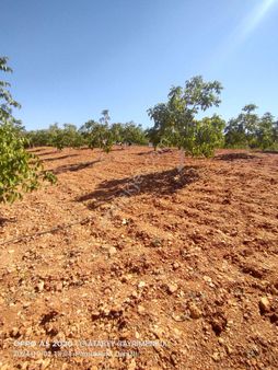 Denizli Pamukkale Güzelpınar Satılık Ev Bahçe