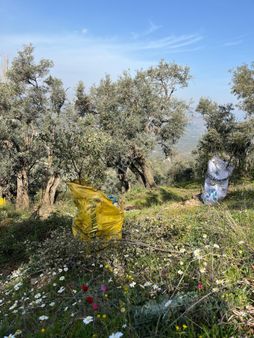 Tire Satılık Zeytinlik Kaplan Köyü 204 M2