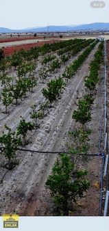 Korkuteli Kevzer Mah Duble Yola Cehpe 11.250m2 Bahçe İlçeye 10km