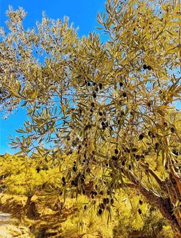 Latmos(beşparmak)dağların'da Ana Yola Sıfır Mükemmel Zeytinlik