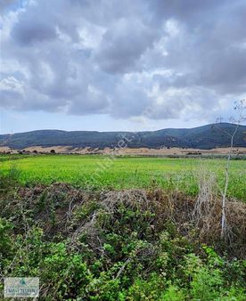 Çanakkale Biga Bekirli Köyü Kadastral Yola Cepheli Kelepir Satılık Arazi