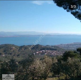 Edremit Çamlıbelde Deniz Manzaralı Zeytinlik