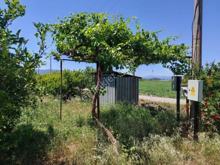 Muğla Ortaca Eskiköyde 9.000 M2 Nar Bahçesi Satılık