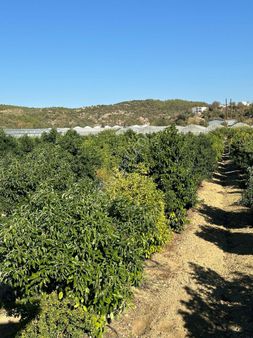 Taşağıĺda Verimli Yolu Suyu Olan Mutakil Portakal Bahçedi