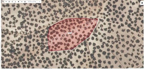 Balıkesir Ayvalık Da 6.257 M2 Zeytinlik Bakımlı Yatırımlık Veya Yemelik