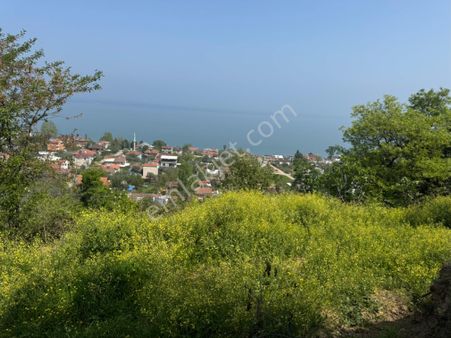 Gölyaka Da İznik Gölü Manzaralı Zeytinlik