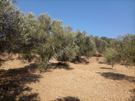 Satılık Zeytinlik Havran Kalabak Düz Alan Yüksel Hudut Emlaktan