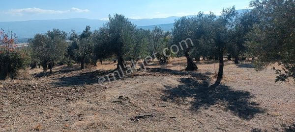 Satılık Zeytınlık Havran Sarnıc Yüksel Hudut Emlak Tan