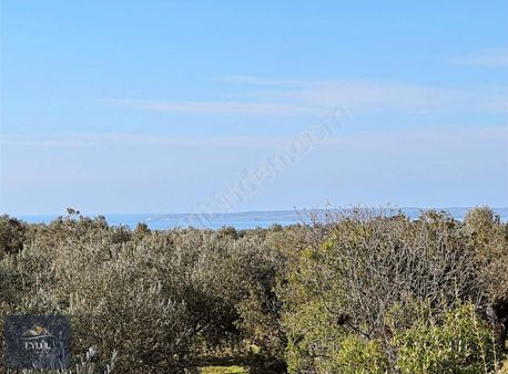 Ezine Geyikli Kemallı Köyünde Muhteşem Konumda Satılık Zeytinlik