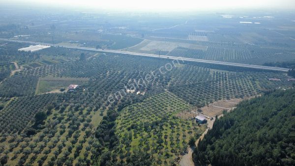 Engin Gayrimenkulden 16770m2 Zeytinlik