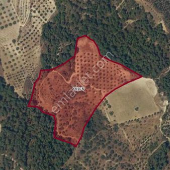 Çölgezen'den Aydın Kuyucak Aksaz'da Zeytinli Satılık Tarla