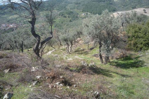 İzmir Torbalı Gold Emlaktan Kızılcaovada Satılık Zeytinlik