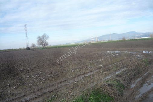 İzmir Torbalı Gold Emlaktan Satılık Kıymetli Tarla