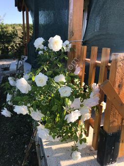 Akyurt 'da Kaçırılmayacak Satılık Arsa